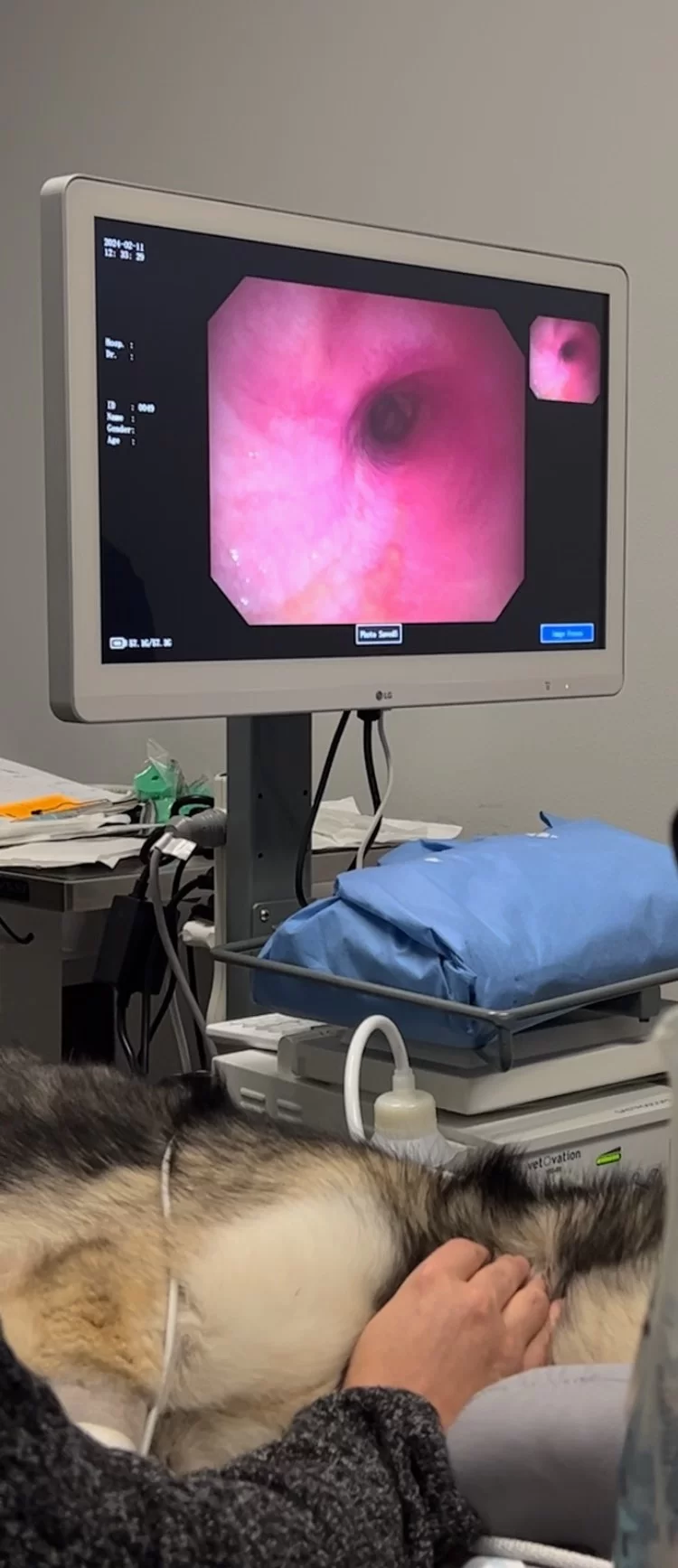 Endoscopy and laparoscopy at Premier Veterinary Hospital in Tyler, TX