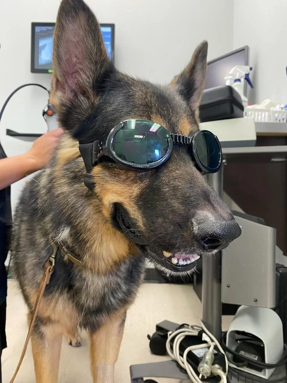 Dog receiving laser therapy at Premier Veterinary Hospital in Tyler, TX