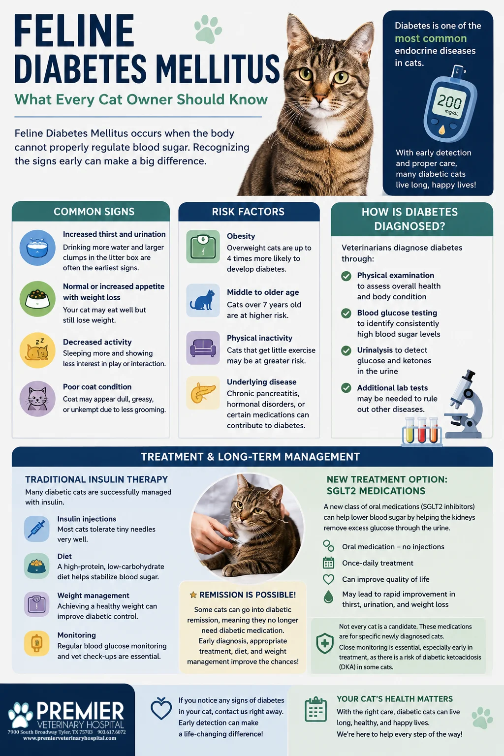 Feline Diabetes Mellitus: What Every Cat Owner Should Know
