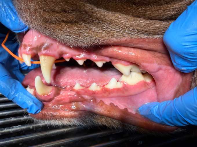 Why Dental X-Rays Matter