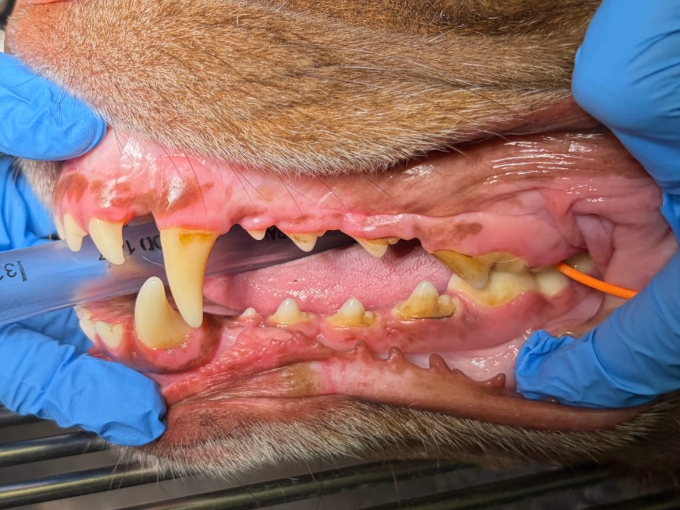 Why Dental X-Rays Matter