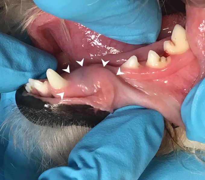 Why Dental X-Rays Matter