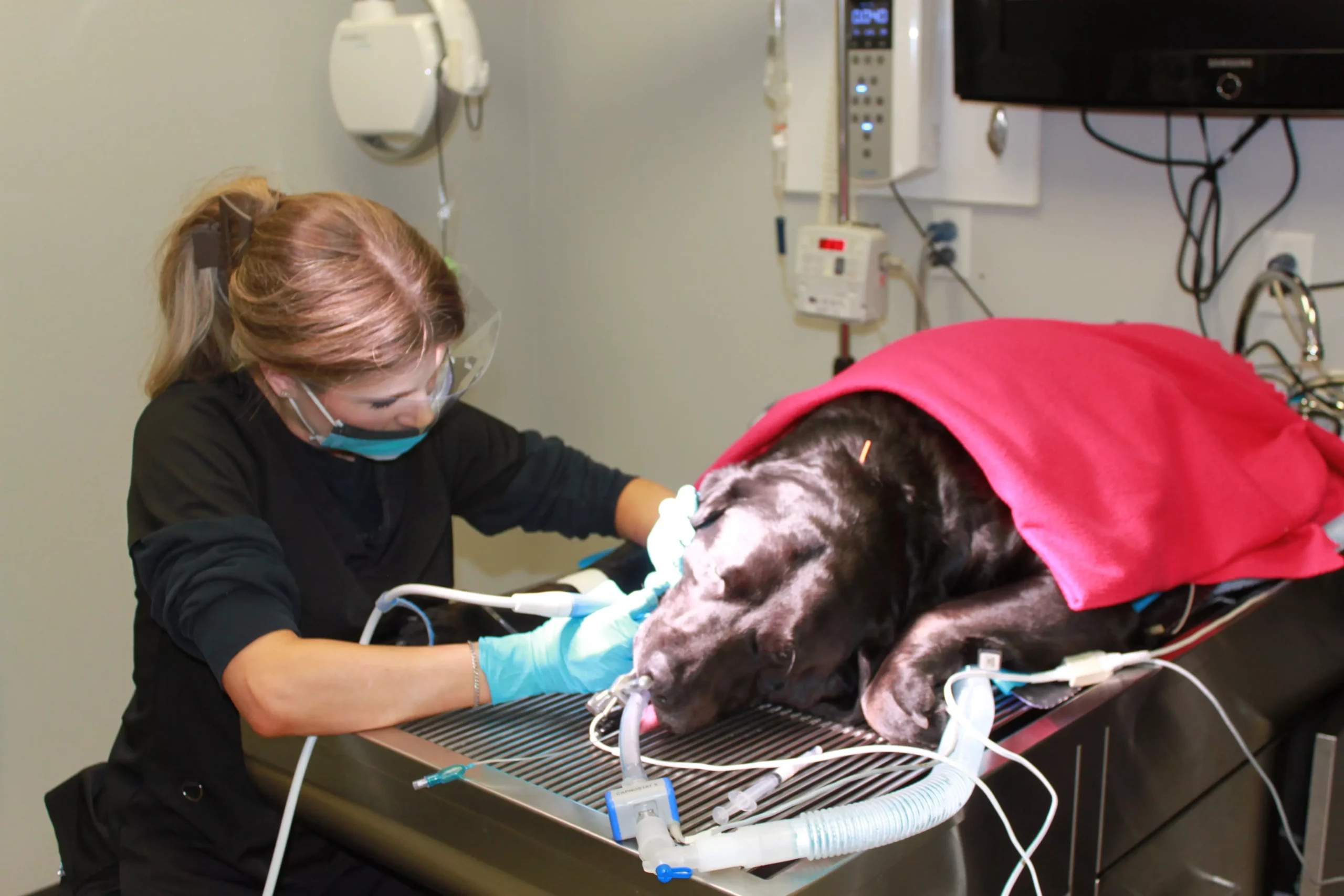 Professional dental scaling for pets in Tyler, TX
