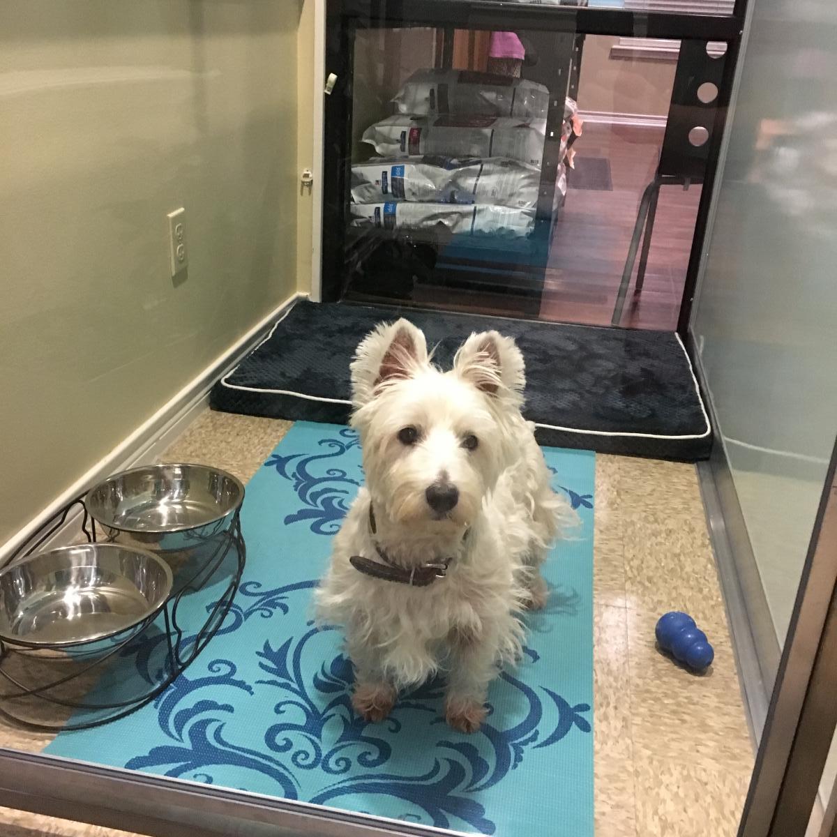 banfield dog boarding