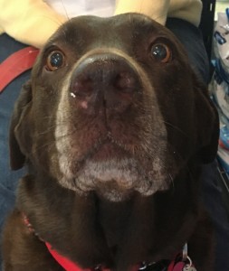 Marley