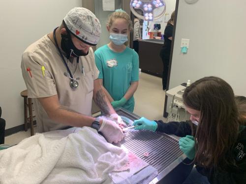Surgery 2